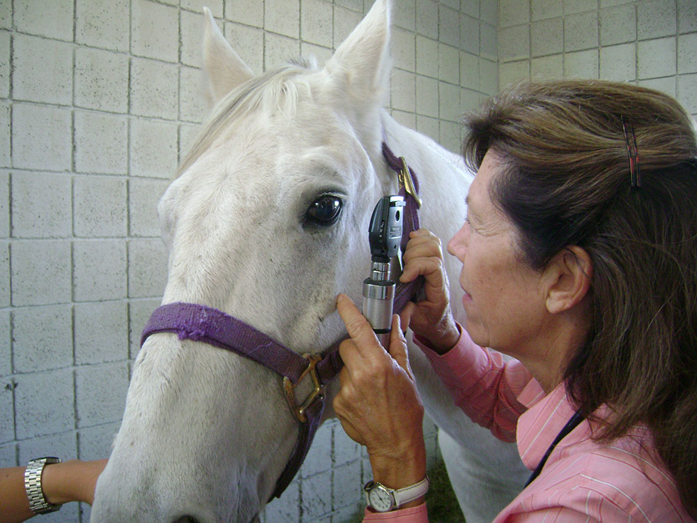 Horse medical procedure