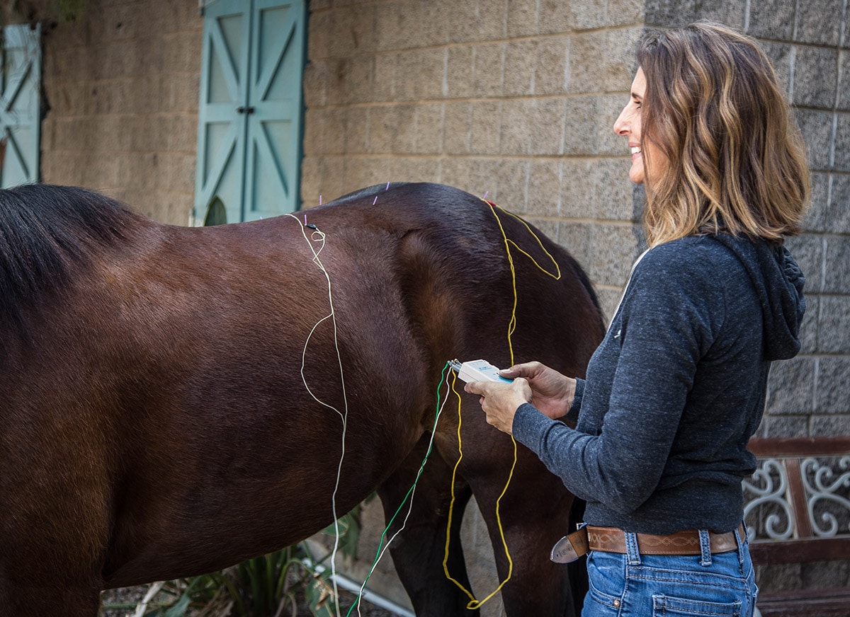 equine acupuncture services in gilbert arizona