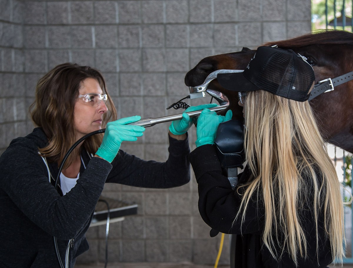 equine veterinary dentistry in gilbert az
