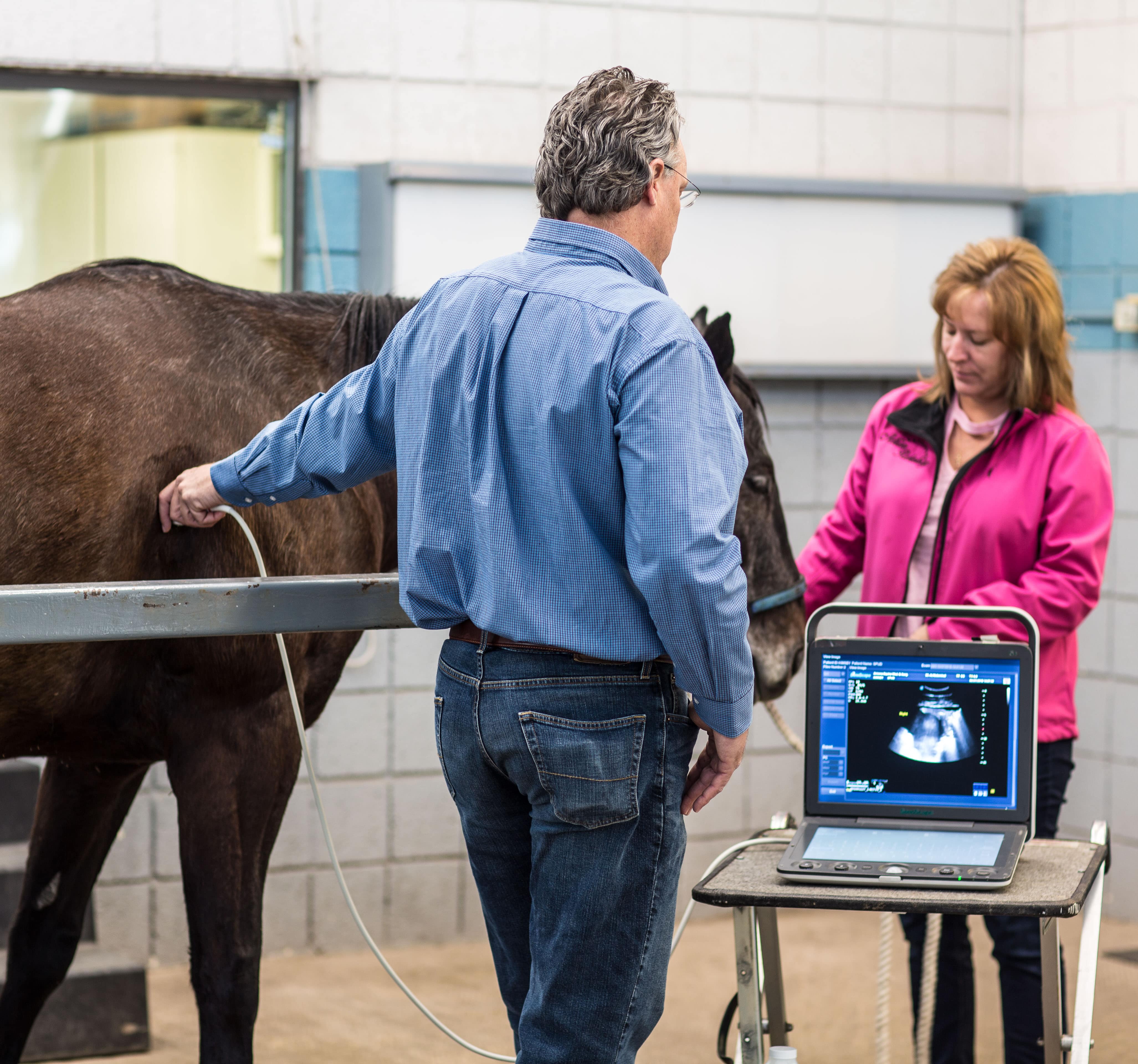 Veterinary Doctor testing a horse